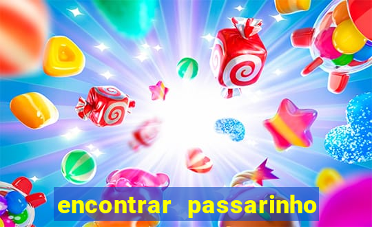 encontrar passarinho morto significado